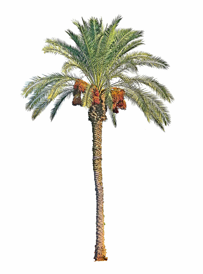 Leading Countries Growing Dates (Fresh Date Palm Fruits) - WorldAtlas